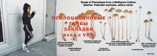 крисы Магадан